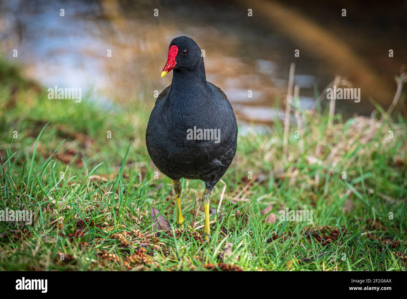 Loi rouge Moorhen. Banque D'Images