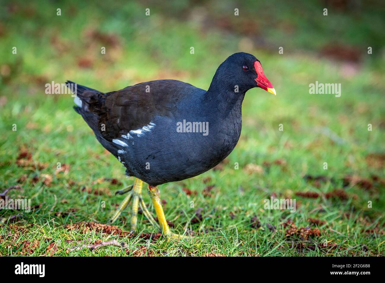 Loi rouge Moorhen. Banque D'Images