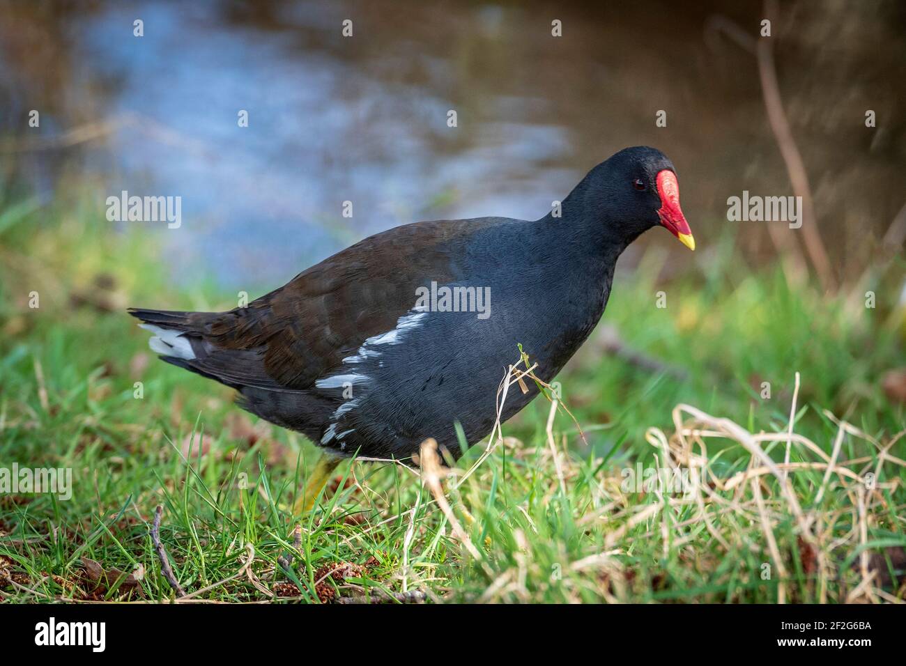 Loi rouge Moorhen. Banque D'Images