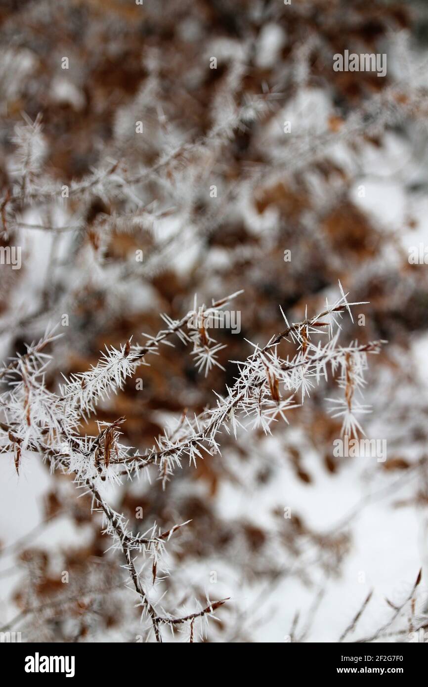 Cristaux de glace sur la branche de hêtre, photo prise lors d'une visite de ski au Schachentor Banque D'Images