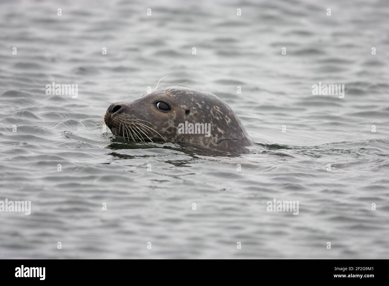 SealPhoca vitulina vitulina Yell, Shetland, Royaume-Uni MA001193 Banque D'Images