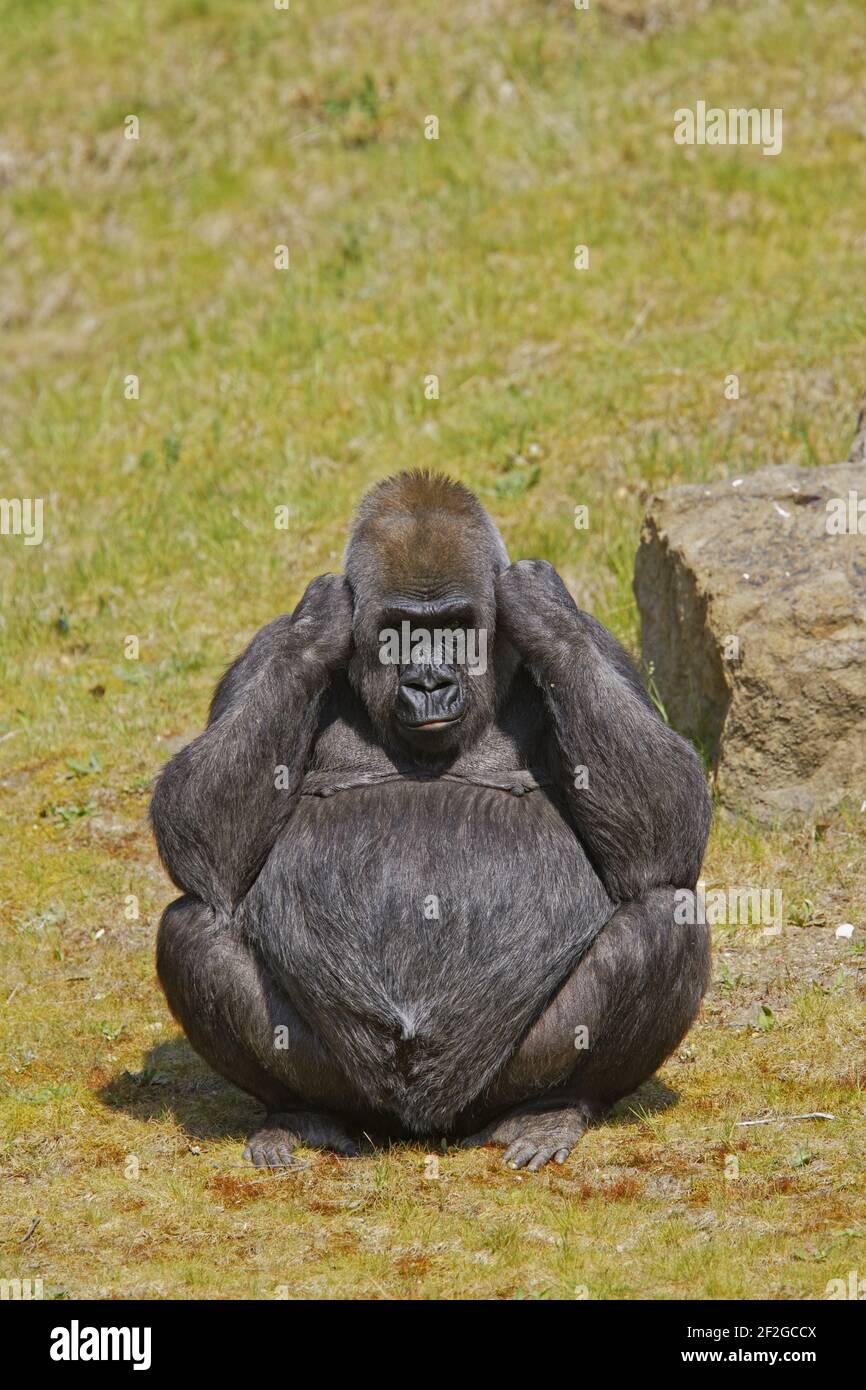 Tough gorilla Banque de photographies et d'images à haute résolution - Alamy