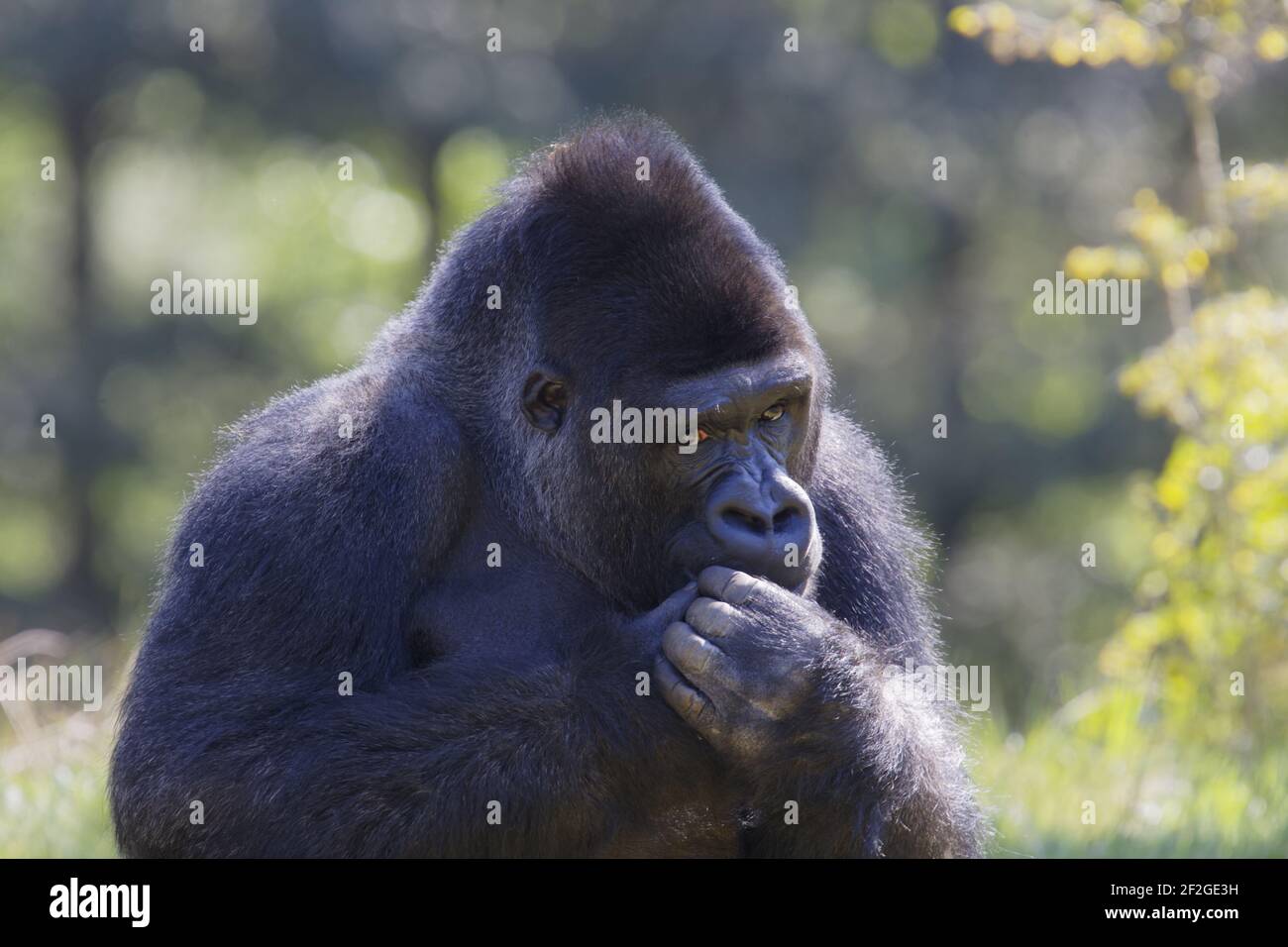 Gorilla des basses terres de l'Ouest - Silverback Gorilla gorilla gorilla de Male Apenheul Pays-Bas MA001561 Banque D'Images