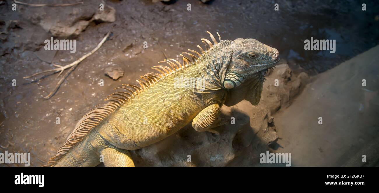 Imaginez un grand iguana vert, gros plan Banque D'Images