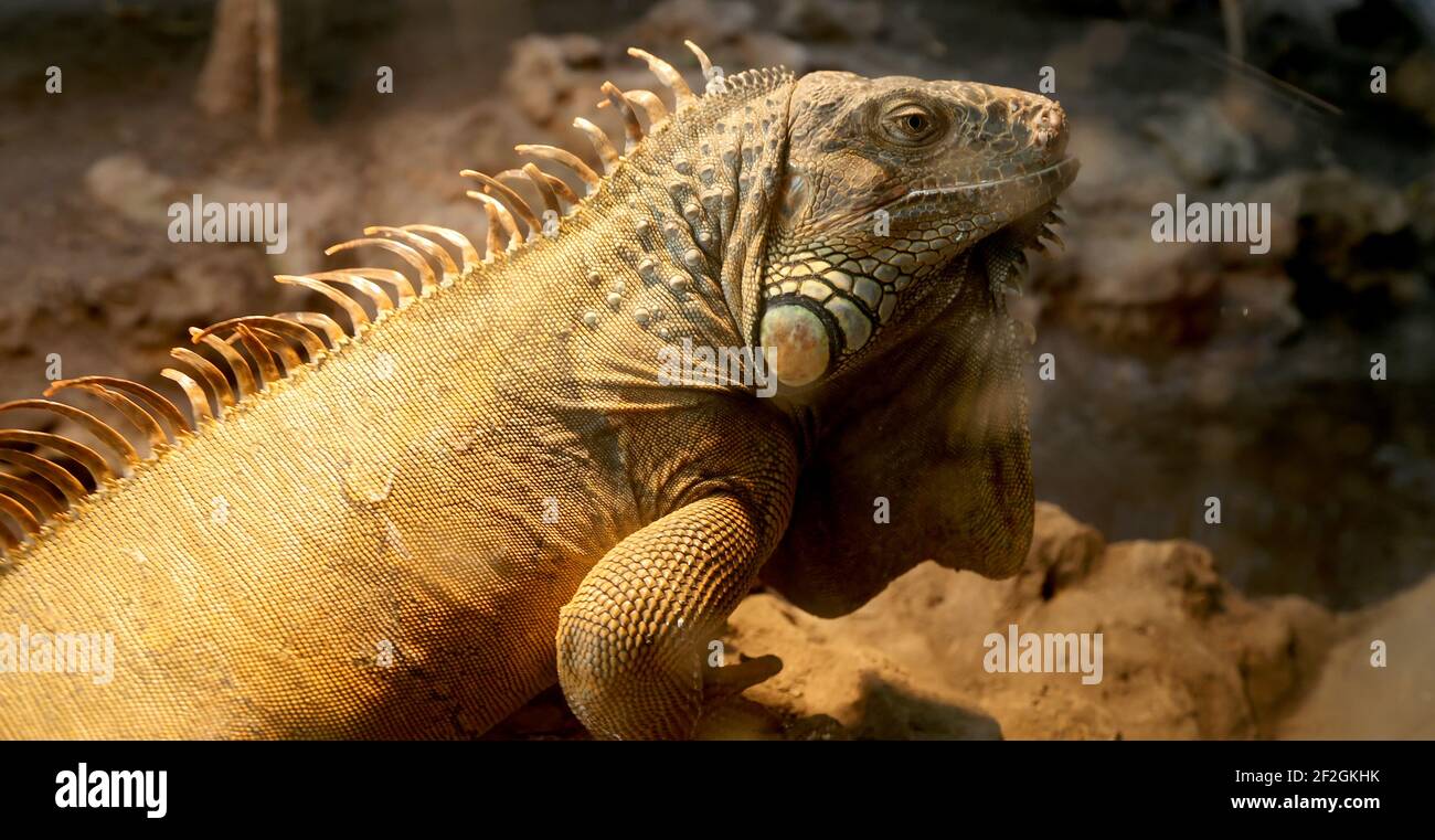 Imaginez un grand iguana vert, gros plan Banque D'Images