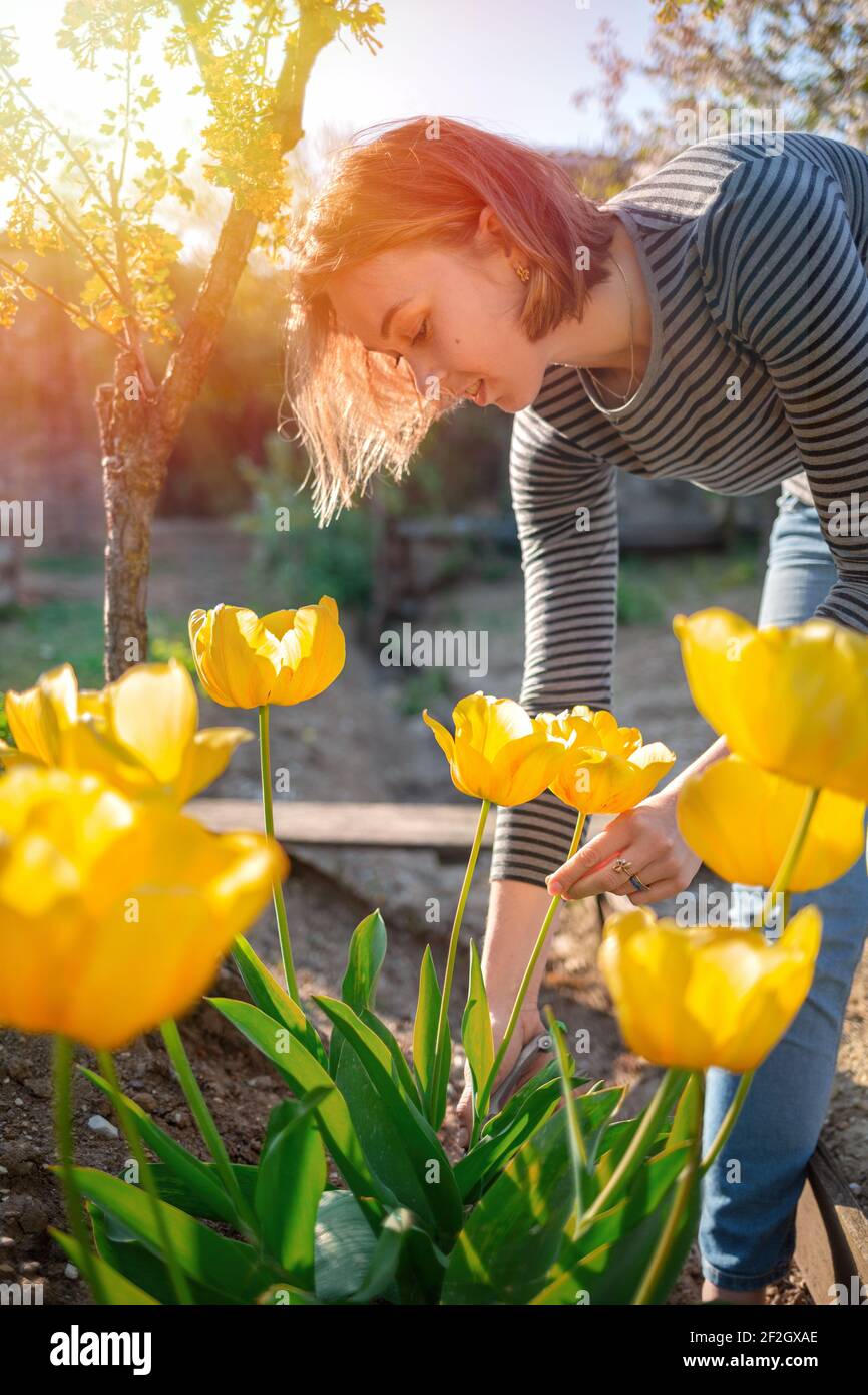 8 mars. Jolie femme blonde coupe des tulipes jaunes dans le jardin. En arrière-plan, un jardin et la lumière du soleil. Verticale. Banque D'Images