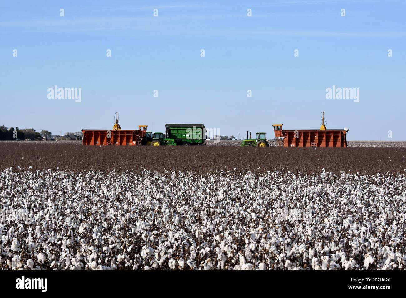 Cotton Farming, TEXAS, États-Unis Banque D'Images