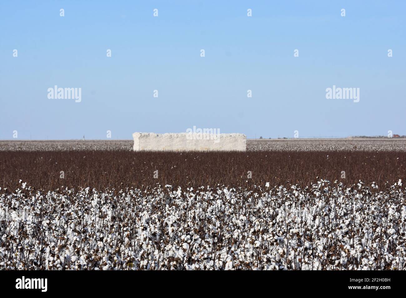 Cotton Farming, TEXAS, États-Unis Banque D'Images