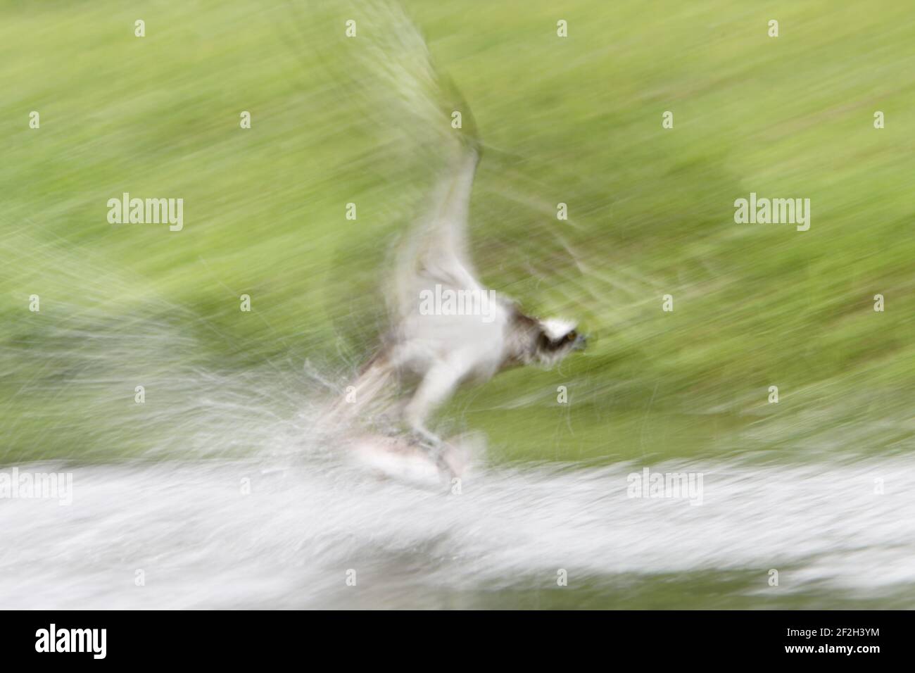Osprey - pêche (Slow Pan)Pandion haliatus Finlande BI014792 Banque D'Images