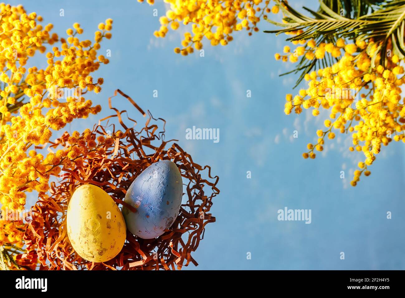 Un panier avec des œufs de Pâques et une fleur de mimosa sur le bleu arrière-plan Banque D'Images