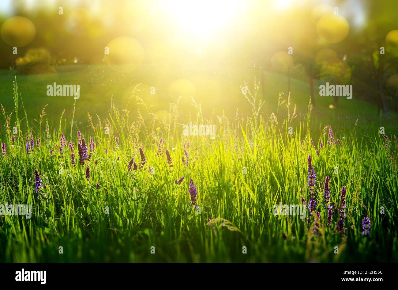 Résumé fond naturel avec de l'herbe bien verte et sunbeam Banque D'Images