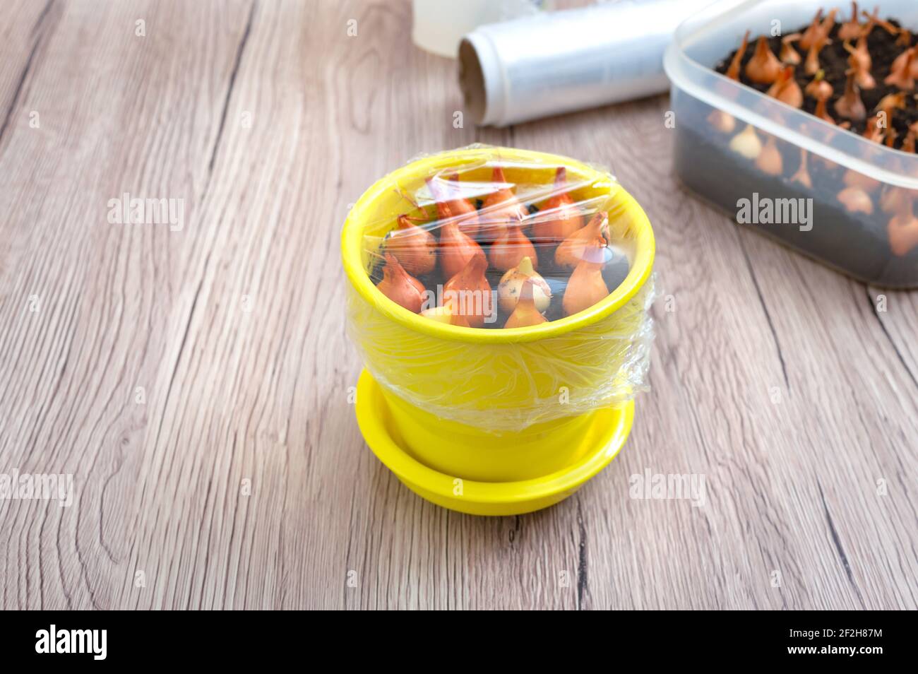Pot en céramique jaune avec oignons plantés sous un emballage en plastique transparent. Plante végétale biologique Banque D'Images