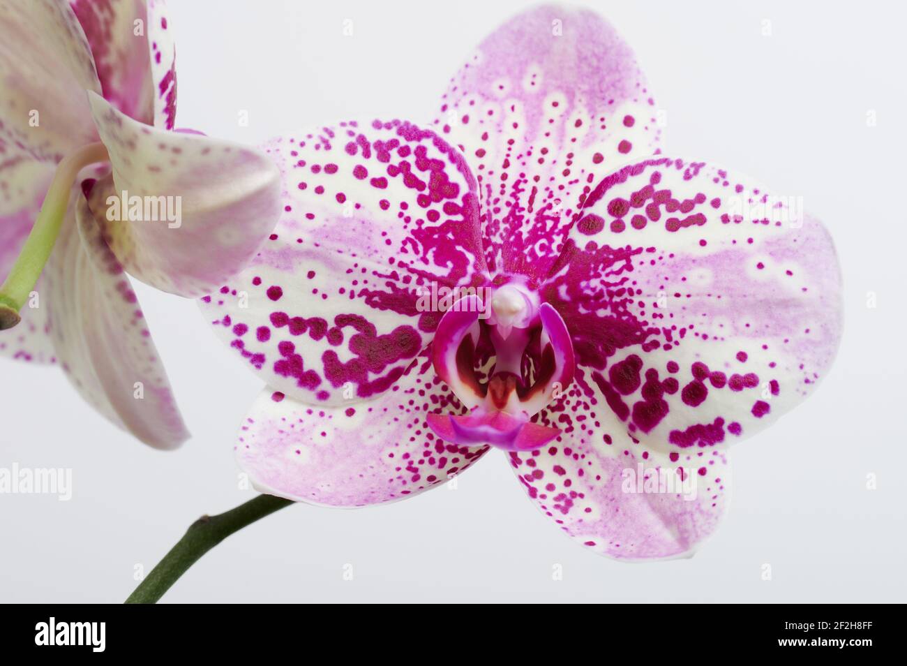Vue avant de la tête de fleur d'orchidée violette isolée sur fond de studio Banque D'Images
