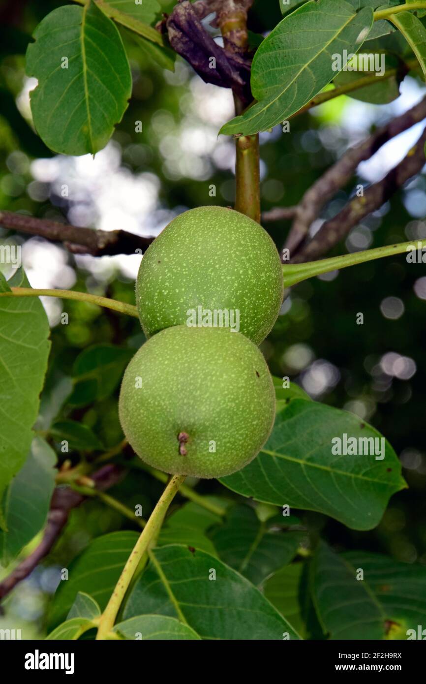 Paire de noix en forme de huche verte accrochée à la branche, vue rapprochée Banque D'Images