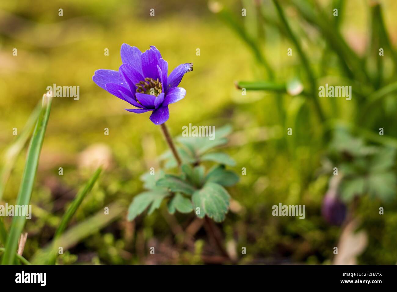 fleur d'anémone violette sur fond vert au début du printemps Photo Stock -  Alamy