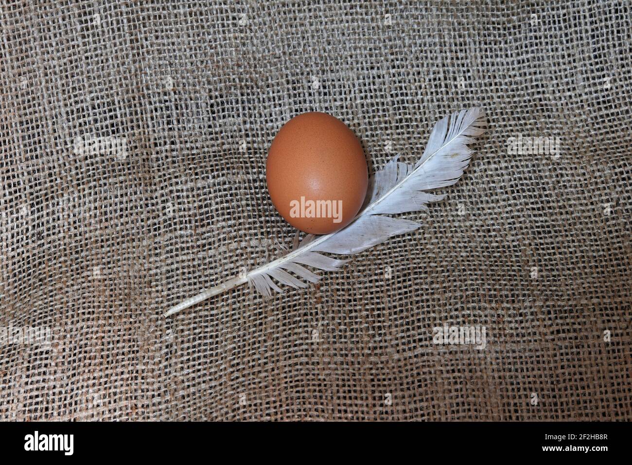 Un œuf de poulet bio frais et une plume sur toile de jute tissu Banque D'Images
