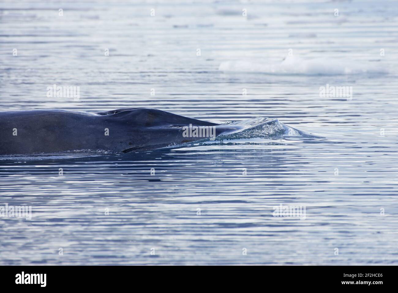 Merlu WhaleBalaenoptera acutorostrata Neko Harbour Antarctique Penninsulaire MA001093 Banque D'Images