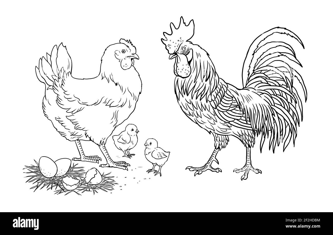 Poulet familial, coq et leurs poussins. Animaux de ferme amusants. Modèle pour les enfants à peindre. Banque D'Images