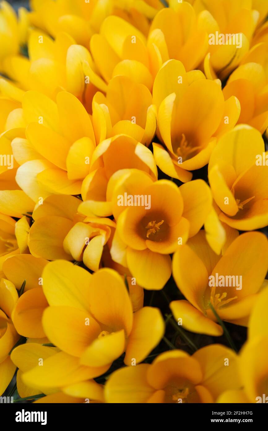 Crocus jaune ocre avec des pétales doux et des étamines, crocus jaune fleuri dans le jardin, fleurs printanières macro, photo florale, macro pho Banque D'Images