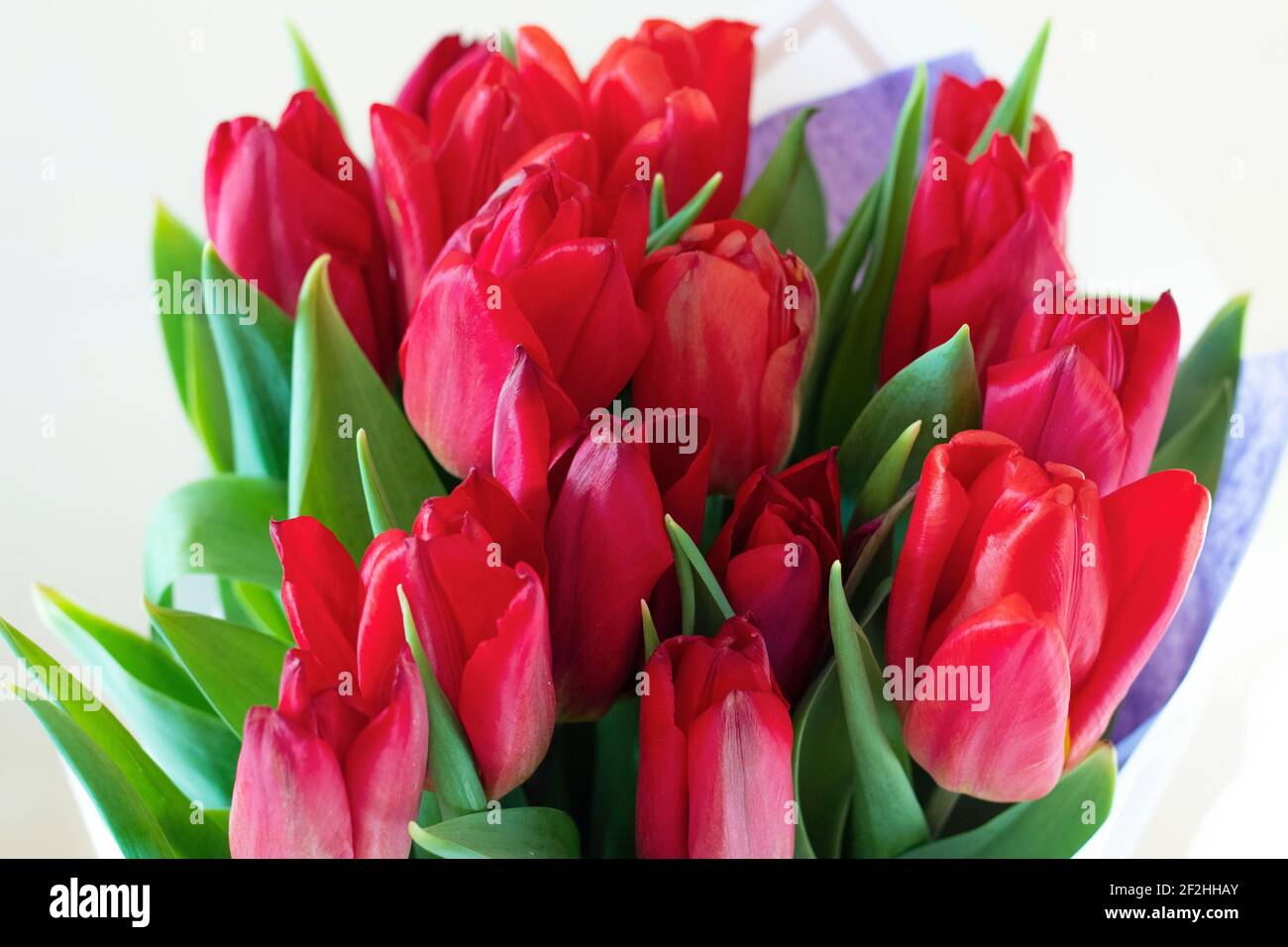 Beau bouquet de tulipes gros plan sur un fond blanc isolé. Tulipes rouges Banque D'Images