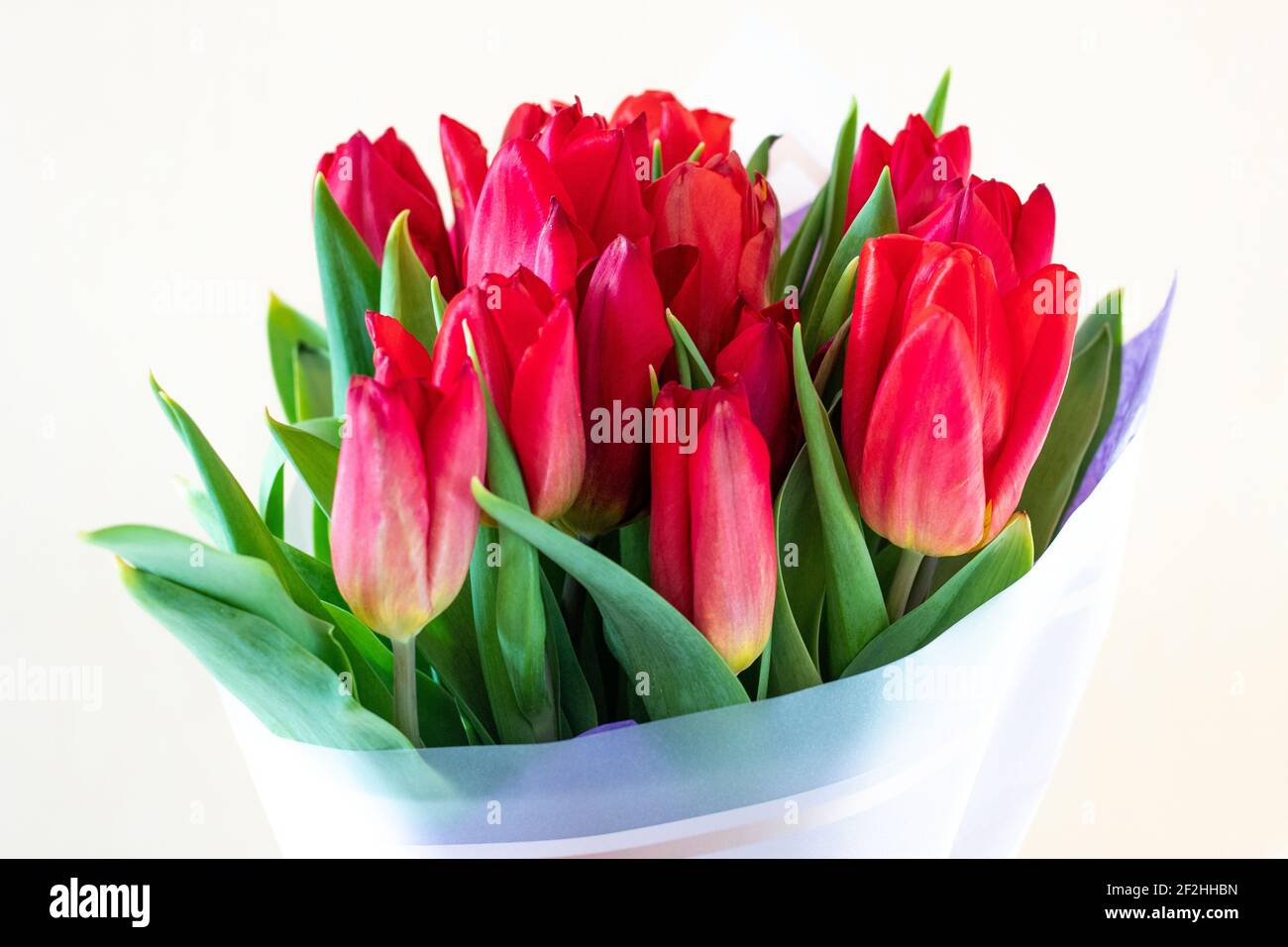 Beau bouquet de tulipes gros plan sur un fond blanc isolé. Tulipes rouges Banque D'Images