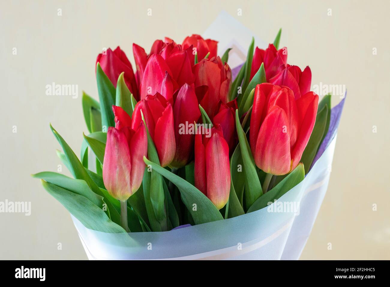 Beau bouquet de tulipes gros plan sur un fond blanc isolé. Tulipes rouges Banque D'Images