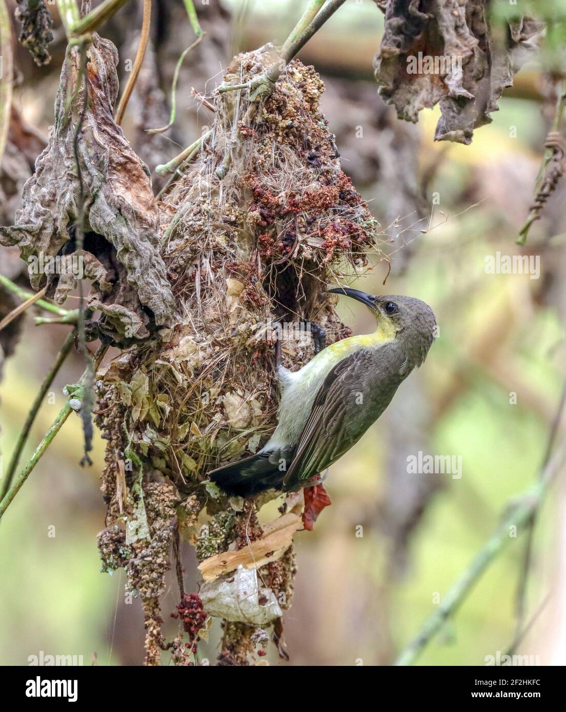 sunbird violet femelle avec son nid Banque D'Images