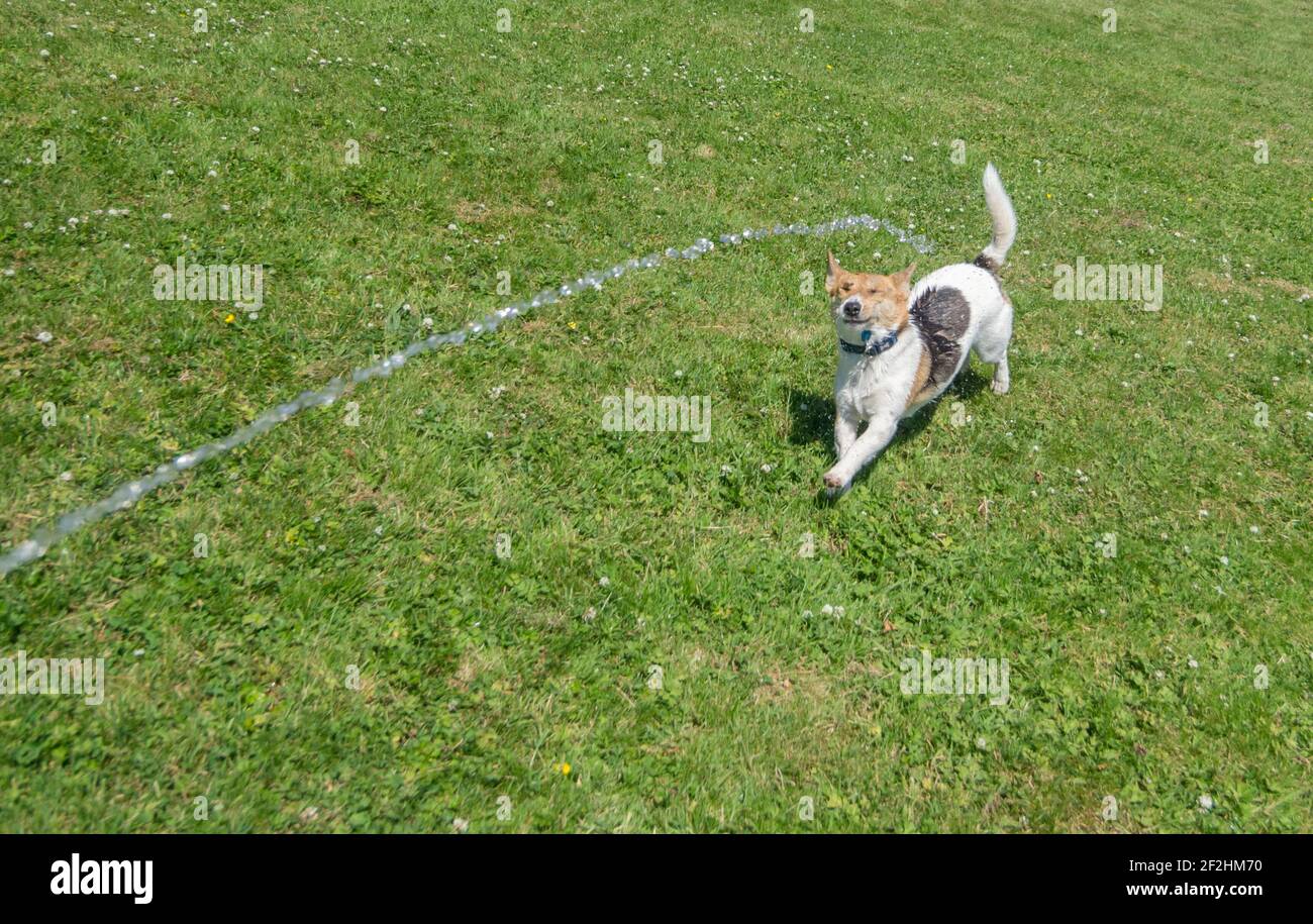 Un petit chien mouillé - un Jack Russell / Corgi Croix (a Cojack) tire un visage drôle comme il joue dans le jet d'eau provenant d'un tuyau flexible Banque D'Images