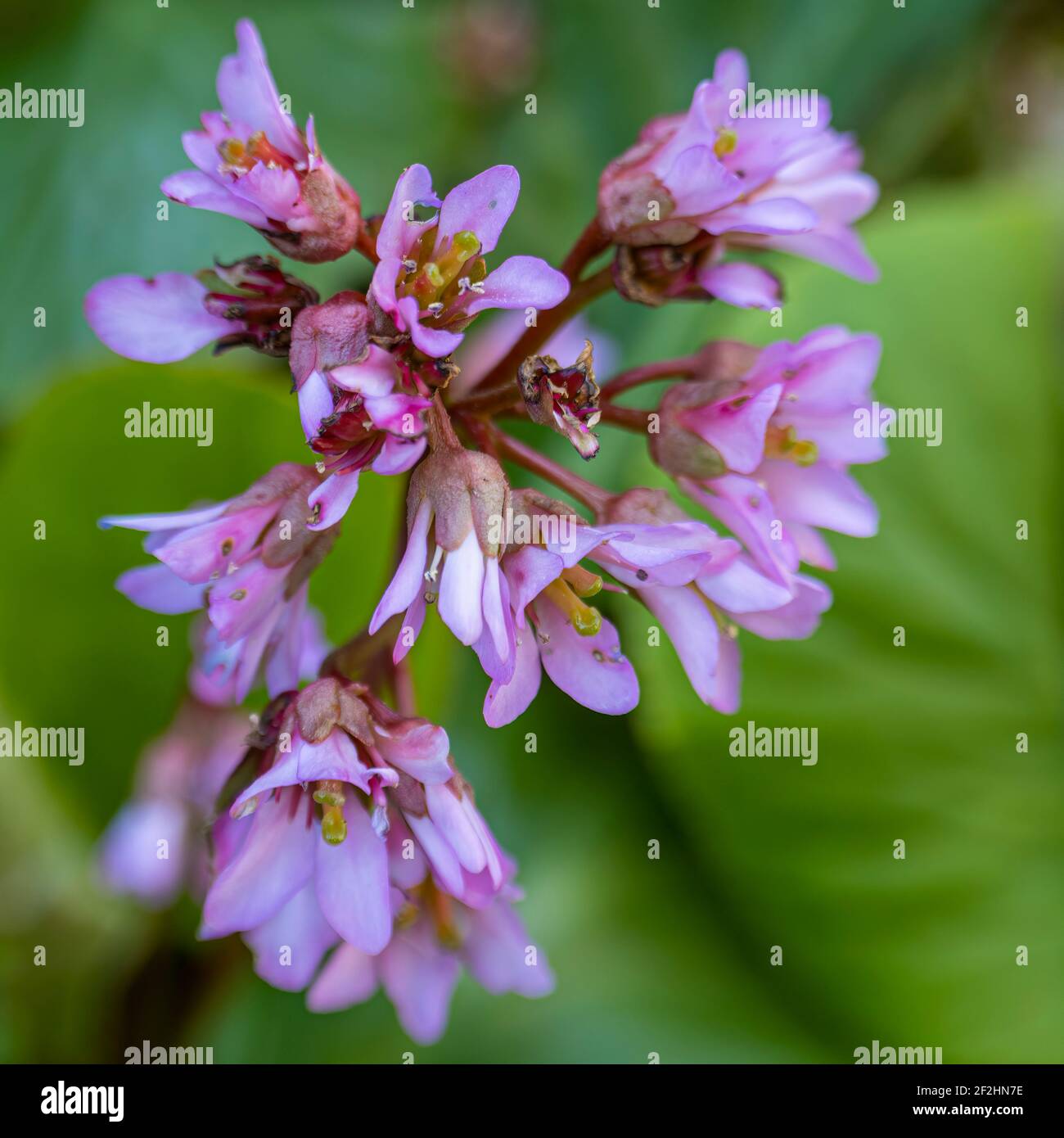 Le Squeak de porc est également connu sous le nom d'oreilles de ElephantÕs. Banque D'Images