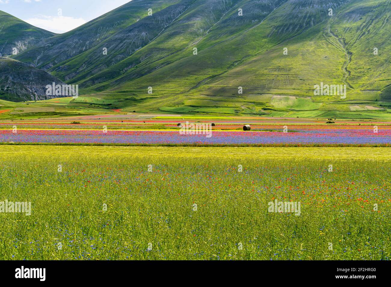 Paysage fleuri en piano grande de castelluccio di norcia Banque de
