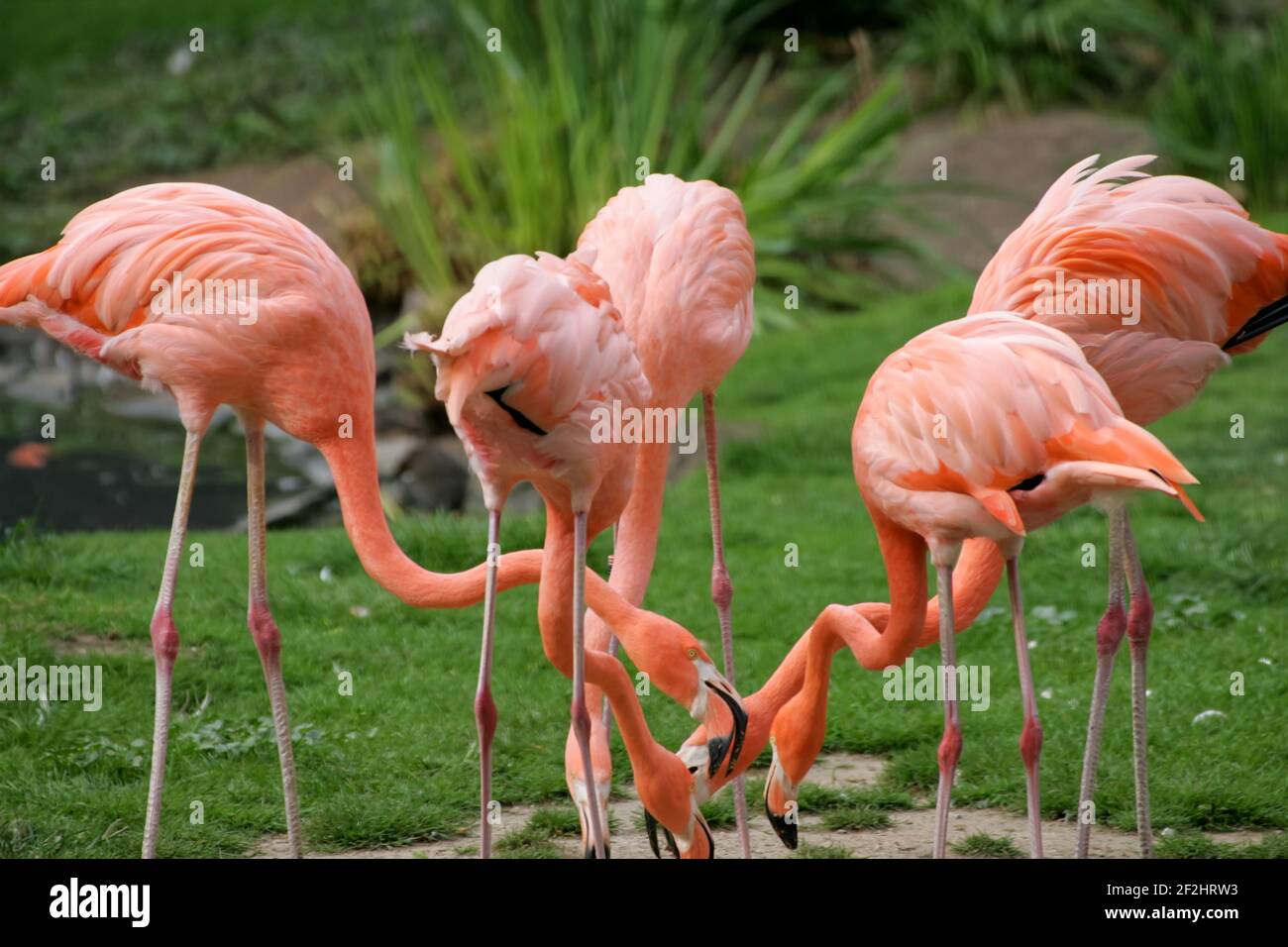 un groupe de flamants roses Banque D'Images