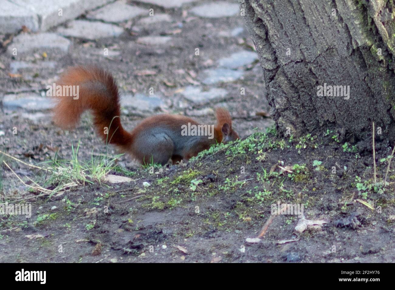Écureuil roux (Sciurus vulgaris) se cachant dans le parc Banque D'Images