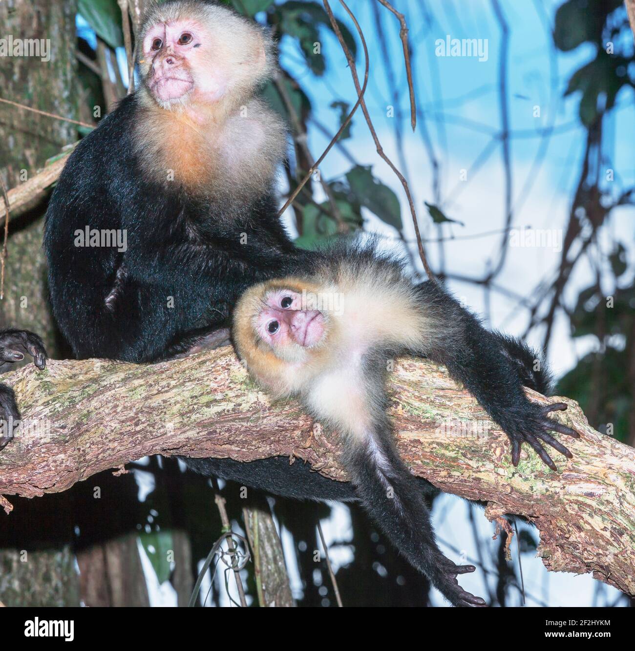 Singes capuchins à face blanche (Cebus capucinus) dans la forêt tropicale, Parc national Manuel Antonio, Province de Puntarenas, Costa Rica. Banque D'Images