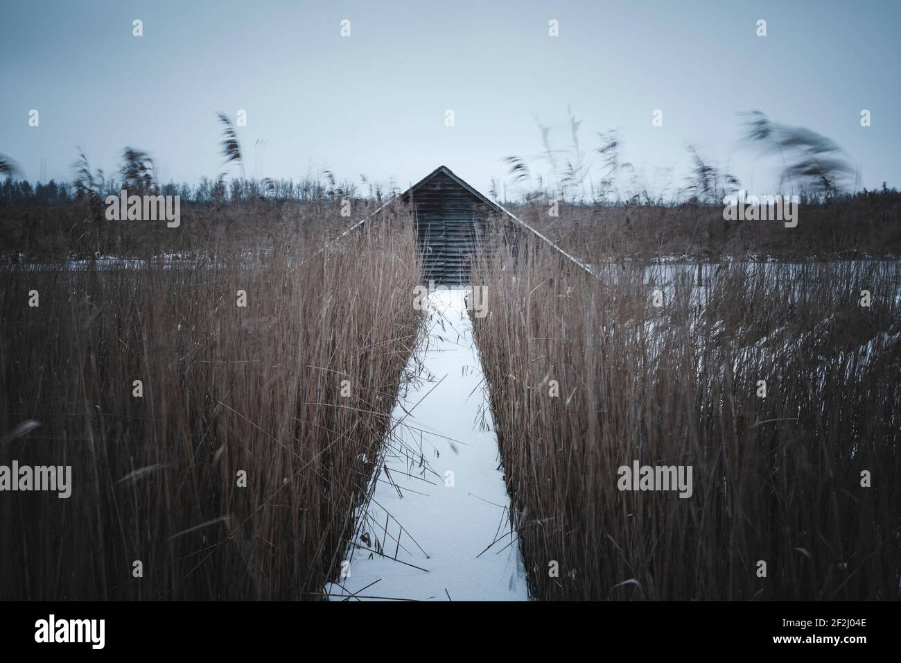 Boathouse, Federsee, Bad Buchau, hiver, Alb souabe, Bade-Wurtemberg, Allemagne, Europe Banque D'Images