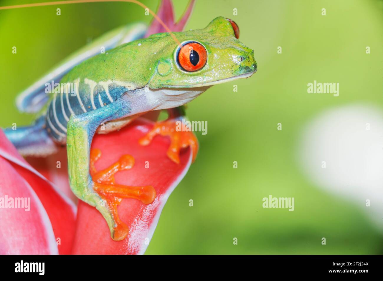 Grenouille d'arbre à yeux rouges (Agalychins callydrias) sur fleur rouge, Sarapiqui, Costa Rica Banque D'Images