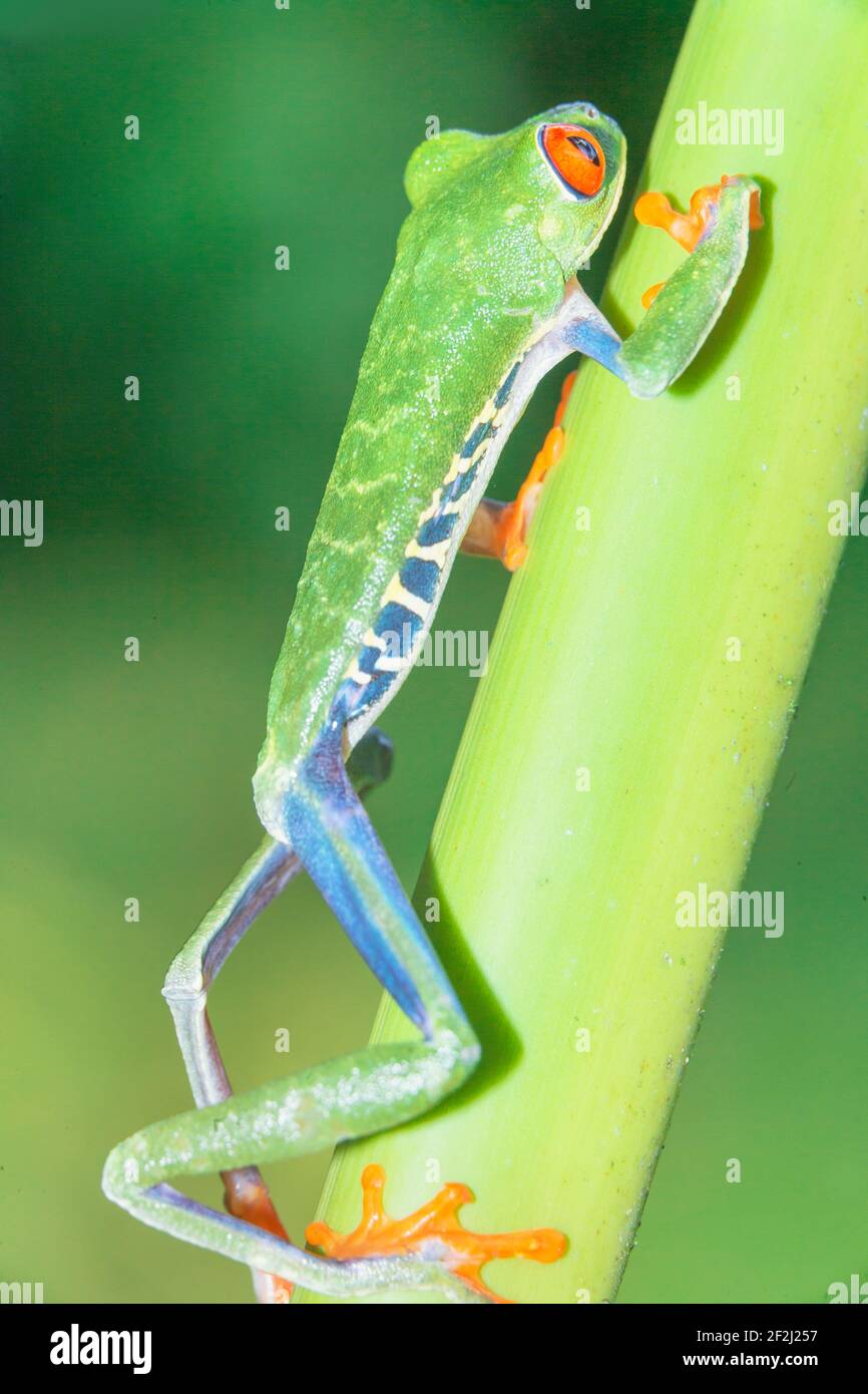 Grenouille d'arbre à yeux rouges (Agalychins callydrias) tige verte grimpante, Sarapiqui, Costa Rica Banque D'Images