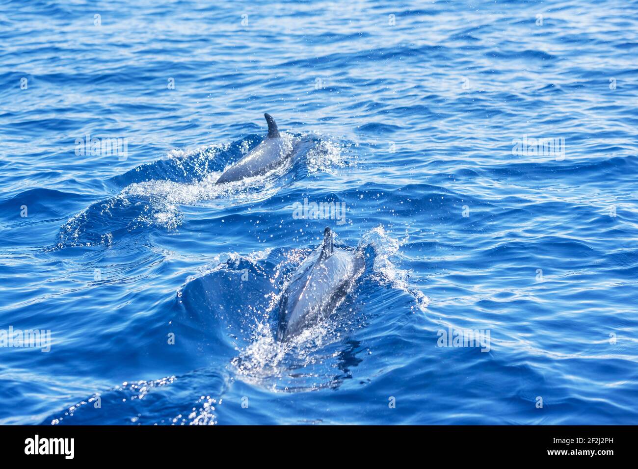Les dauphins tachetés pantropicaux (Stenella atténuata) nagent, Drake Bay, Corcovado National Park, Osa Peninsula, Costa Rica Banque D'Images