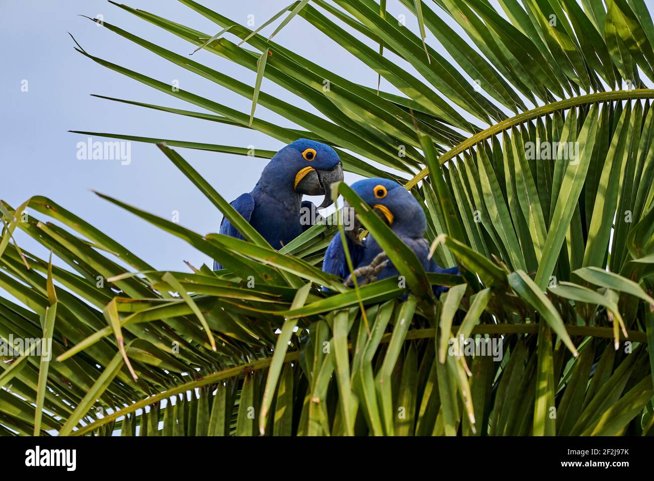 La macaw de jacinthe, Anodorhynchus hyacinthinus, ou macaw de jacinthine, est un beau, grand perroquet bleu profond, qui peut être trouvé dans le Pantal près de Por Banque D'Images