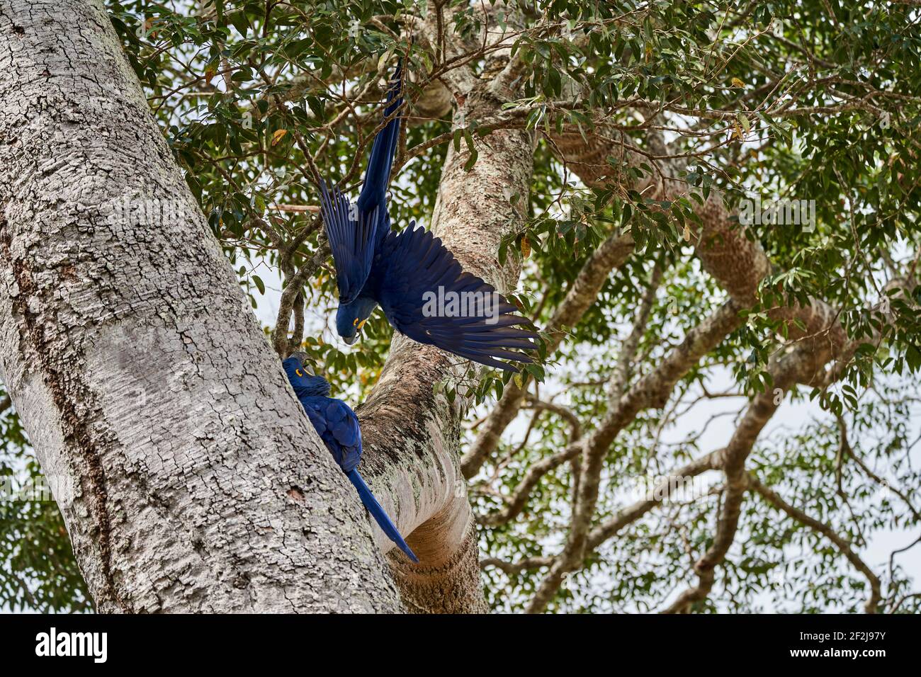 La macaw de jacinthe, Anodorhynchus hyacinthinus, ou macaw de jacinthine, est un beau, grand perroquet bleu profond, qui peut être trouvé dans le Pantal près de Por Banque D'Images