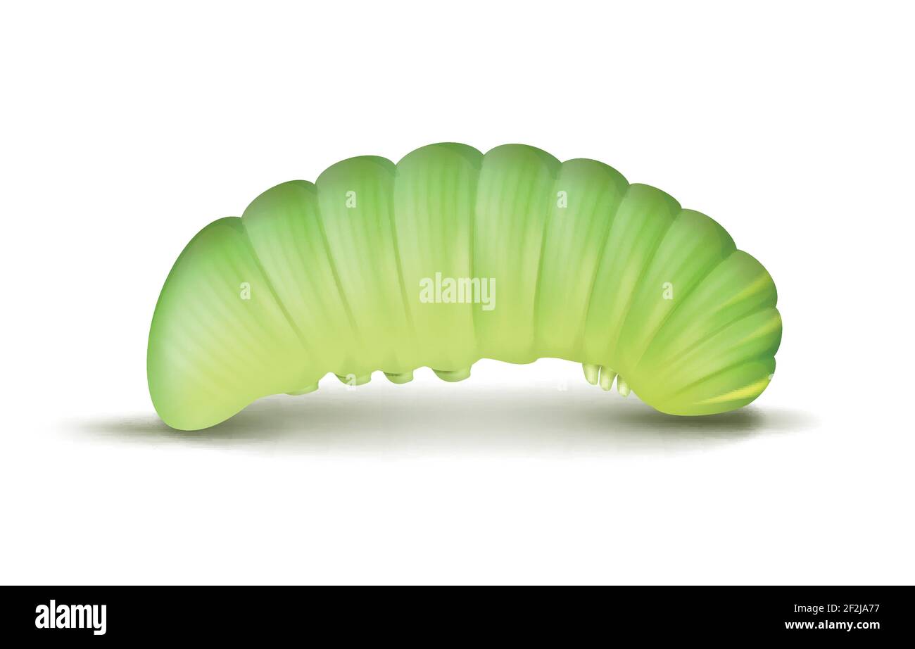 Vecteur vert clair chenille rampée vue latérale rapprochée isolée sur fond blanc Illustration de Vecteur