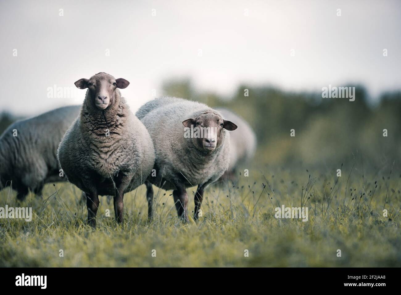Un troupeau de moutons curieux sur un pré près de Nolle, Basse-Saxe. Banque D'Images