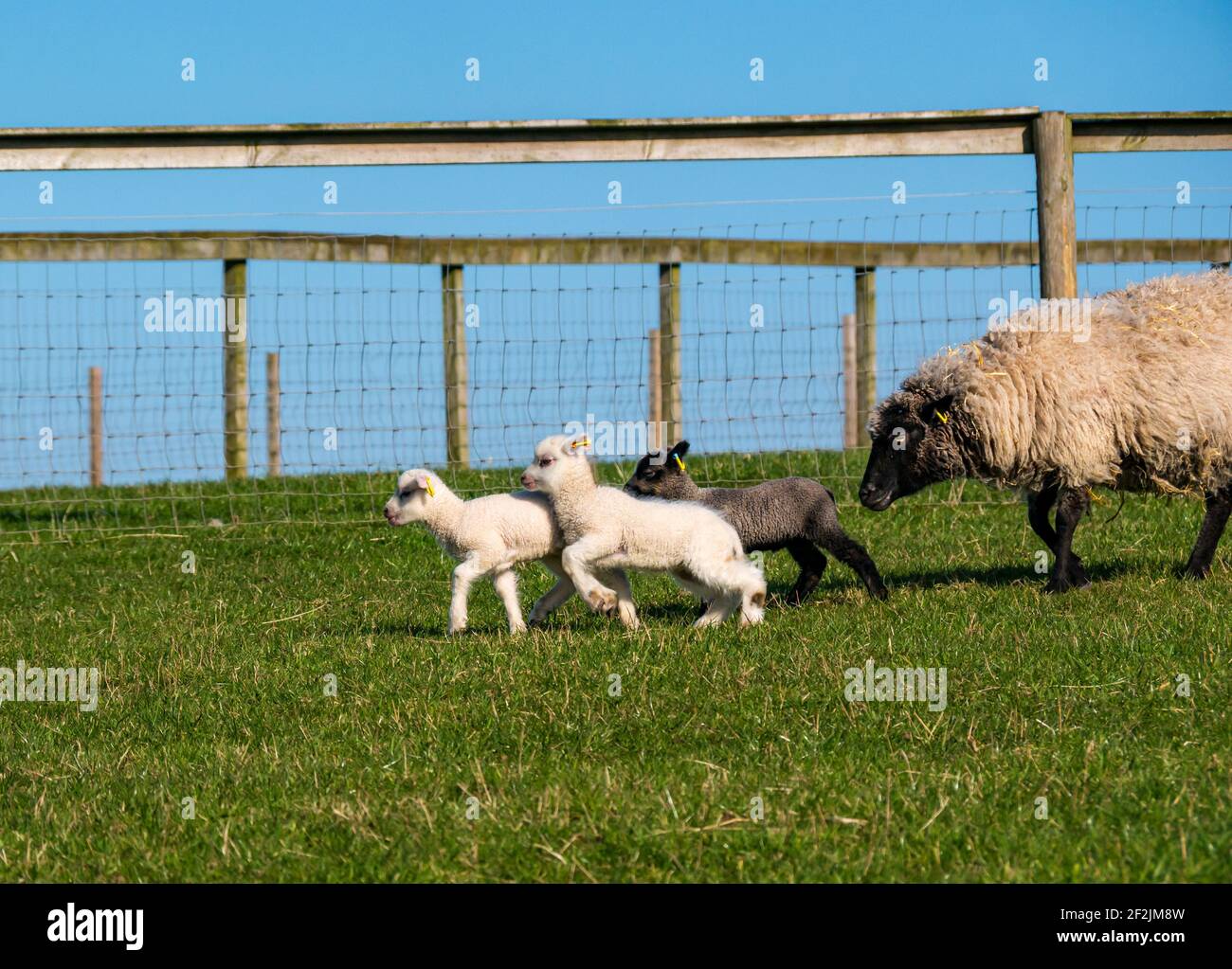 Moutons Shetland agneaux courant dans le champ avec la brebis au soleil, Lothian est, Écosse, Royaume-Uni Banque D'Images