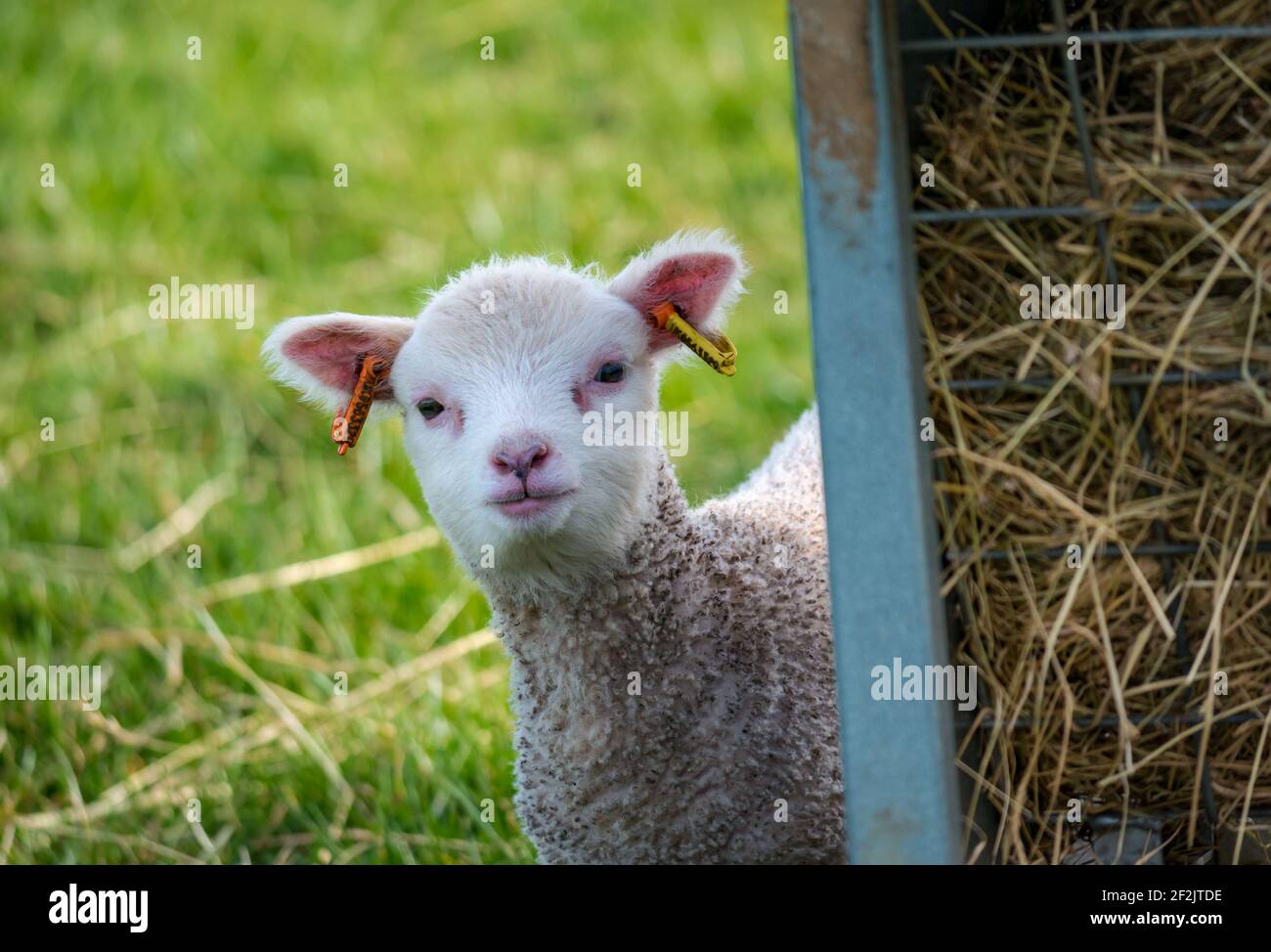 Mignon curieux mouton blanc Shetland peeking dehors dans le champ, East Lothian, Écosse, Royaume-Uni Banque D'Images