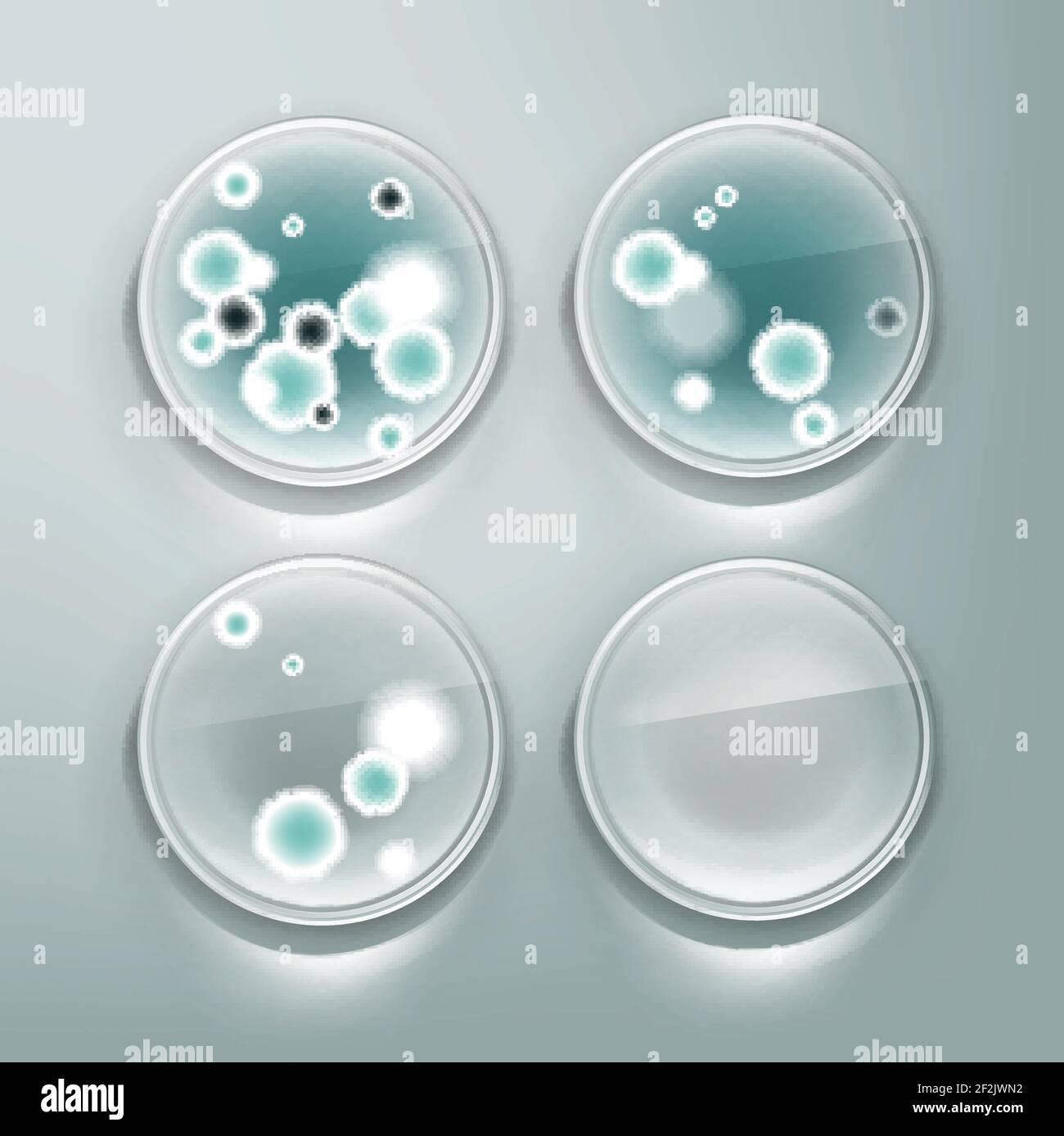 Boîte de Pétri vectoriel avec moisissures, colonies bactériennes vue de dessus isolée en arrière-plan Illustration de Vecteur