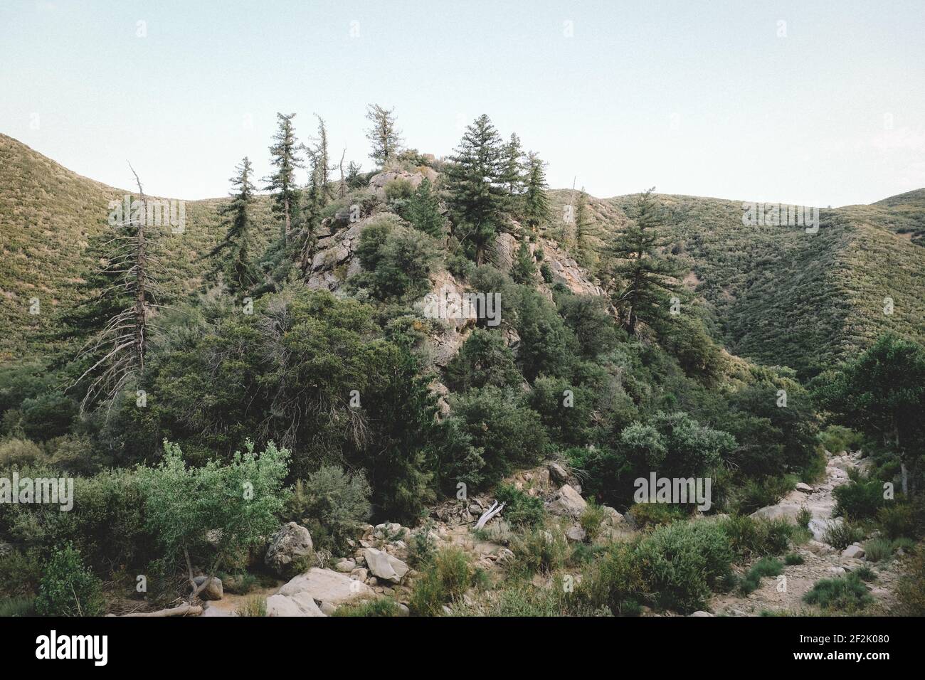 Les sapins font des points sur les collines au-dessus d'Ojai Banque D'Images