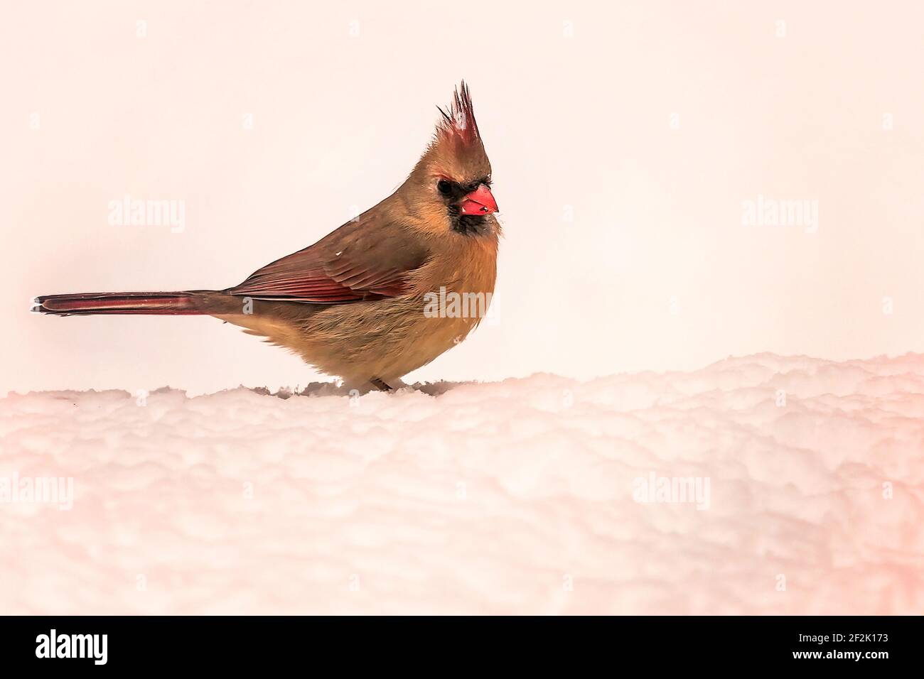 Femme Cardinal Bird en gros plan sur la neige Banque D'Images