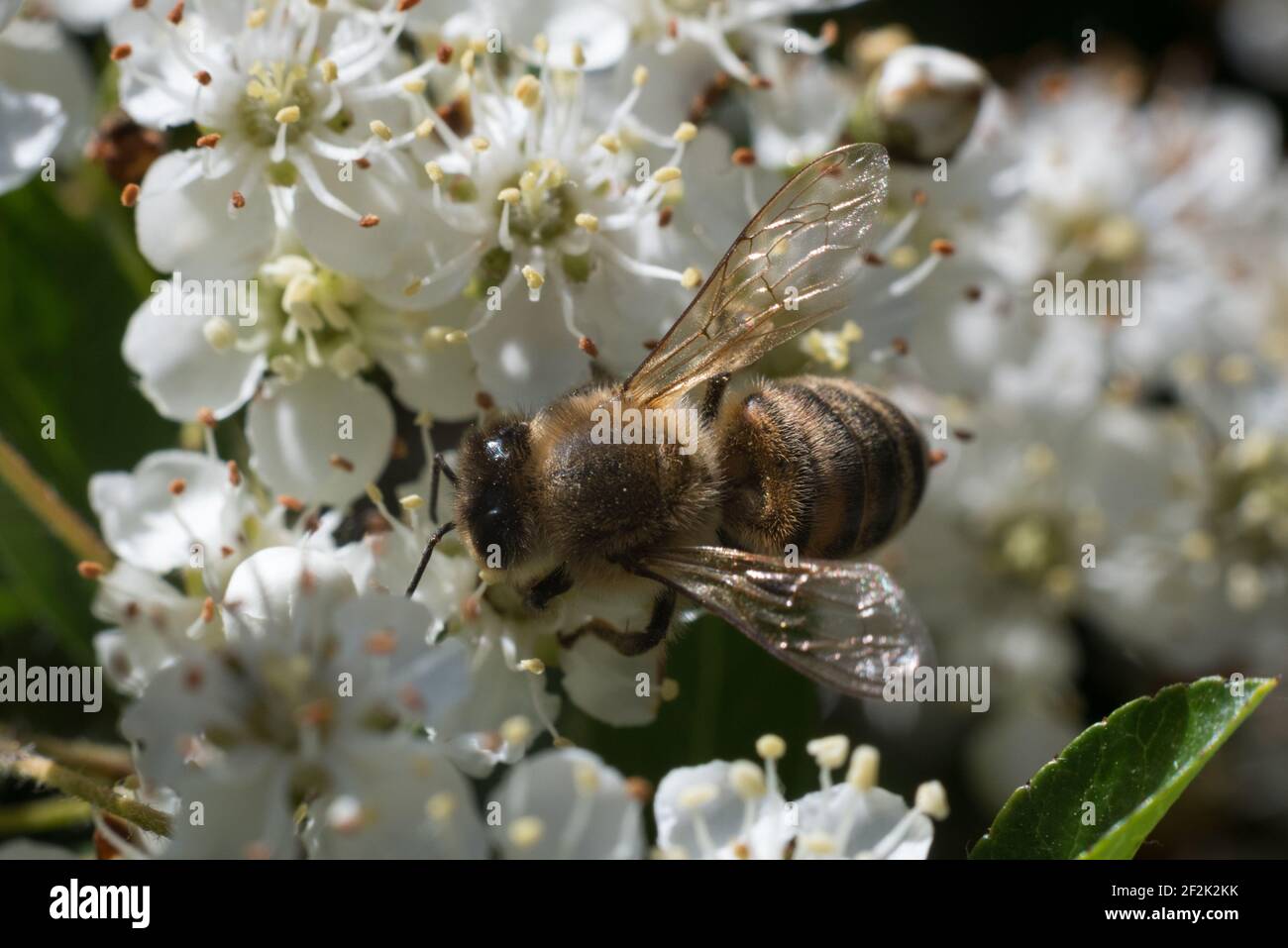 Une abeille occidentale ou une abeille européenne (APIs mellifera) qui recherche le nectar dans les fleurs d'un firethorn ou d'un pyrocanthus en fleur. Banque D'Images