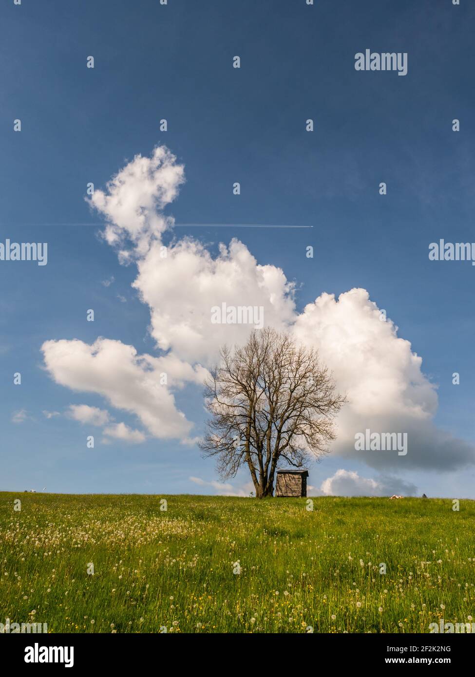 Vue sur un arbre solitaire dans un pré dans un Petit village polonais dans les montagnes Tatra avec vue des montagnes enneigées pendant le temps ensoleillé w Banque D'Images