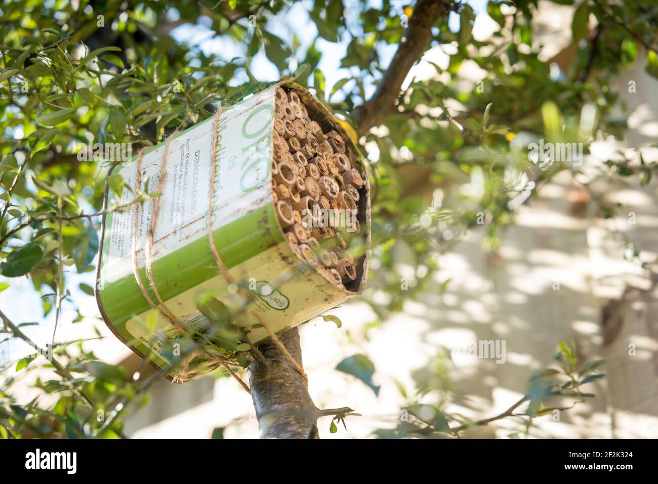 Une maison pour les abeilles solitaires faite à partir d'une huile d'olive recyclée et bambou attaché à un buisson pyrocanthus dans un jardin à Exeter, Devon, Royaume-Uni. Banque D'Images