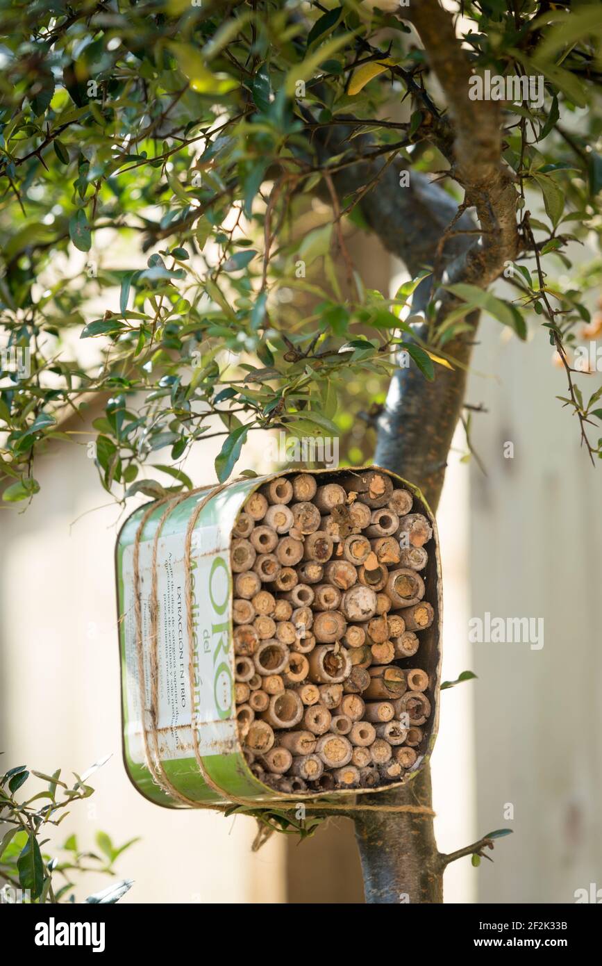 Une maison pour les abeilles solitaires faite à partir d'une huile d'olive recyclée et bambou attaché à un buisson pyrocanthus dans un jardin à Exeter, Devon, Royaume-Uni. Banque D'Images